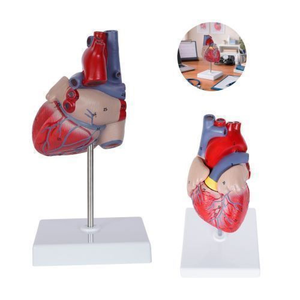 CARDIO imagen